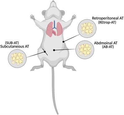 White adipose tissue as a target for cadmium toxicity